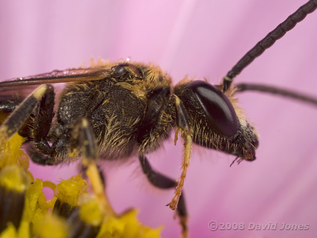 Solitary bee (Lasioglossum calceatum) on Cosmos at 10.45am