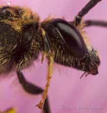 Solitary bee (Lasioglossum calceatum) -close-up to show spur on front leg
