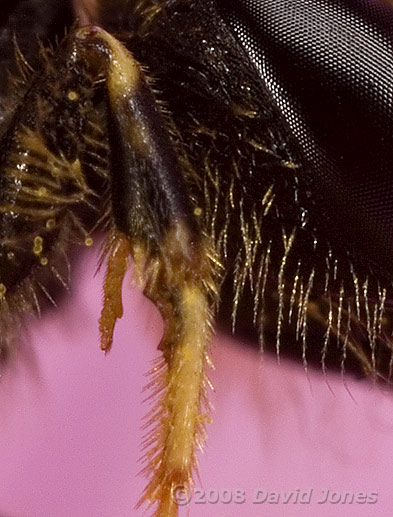 Solitary bee (Lasioglossum calceatum) -close-up to show spur on front leg - cropped image