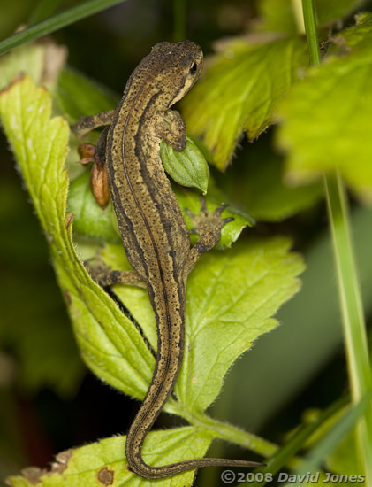 Smooth Newt hunting at night