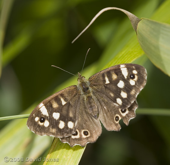 Speckled Wood butterfly on bamboo