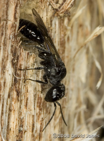 Mournful Wasp (Pemphredon lugubris) on log - 1