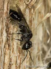 Mournful Wasp (Pemphredon lugubris) on log
