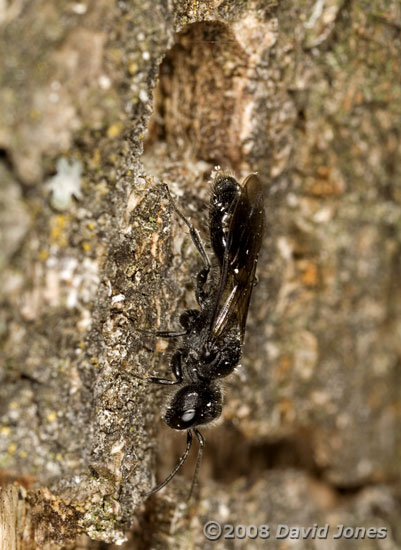 Mournful Wasp (Pemphredon lugubris) on log - 2