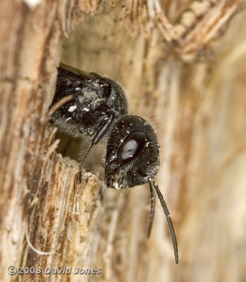 Mournful Wasp (Pemphredon lugubris) on log - 3