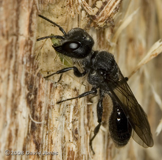 Mournful Wasp (Pemphredon lugubris) delivers aphids to its burrow - 1