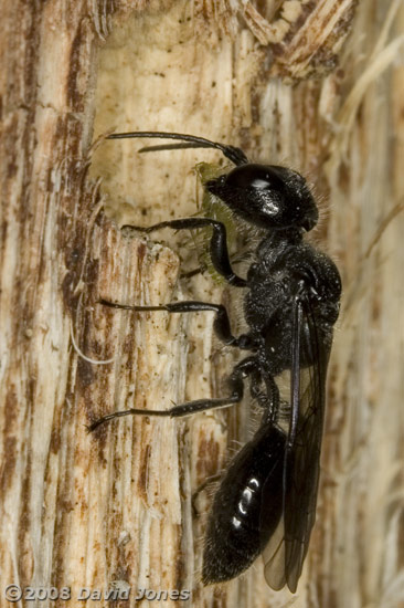Mournful Wasp (Pemphredon lugubris) delivers aphids to its burrow - 2
