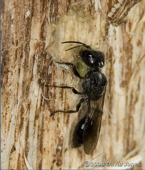 Mournful Wasp (Pemphredon lugubris) delivers aphids to its burrow - 3