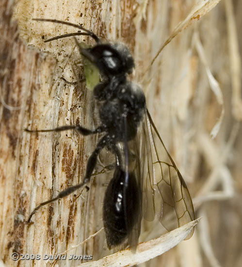 Mournful Wasp (Pemphredon lugubris) showing wing venation