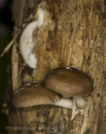 Fungi on log at far end of the garden - 1