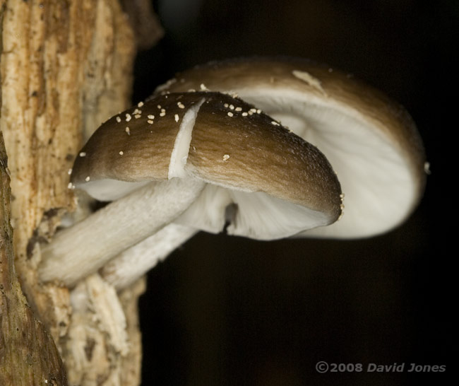 Fungi on log at far end of the garden - showing slightly hairy cap