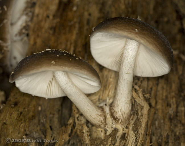 Fungi on log at far end of the garden - 2