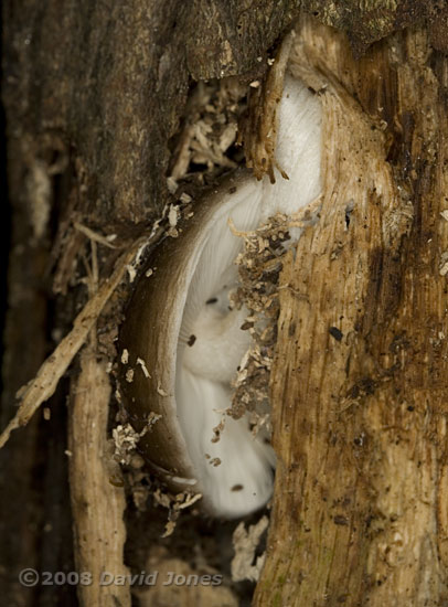 Fungi on log at far end of the garden - b