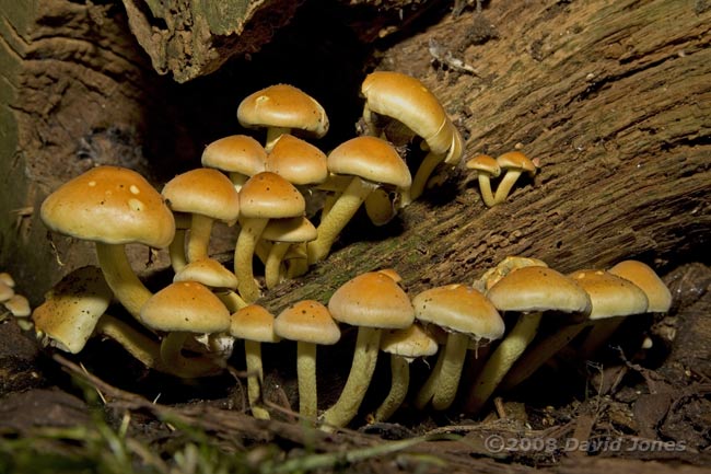 Fungi on log near house