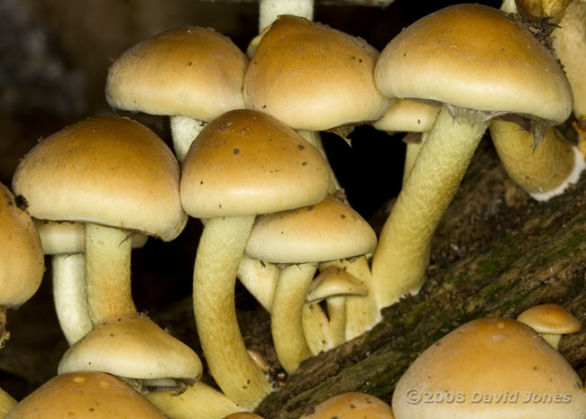 Fungi on log near house - close-up