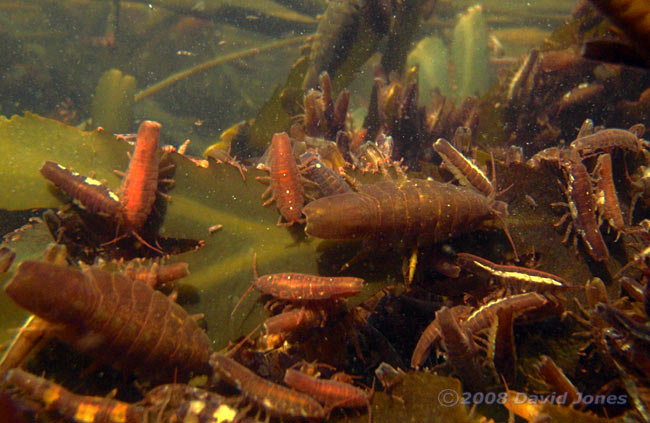 Isopods (Idotea emarginata) on rotting seaweed - 1