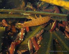 Isopods (Idotea emarginata) on rotting seaweed - showing large male