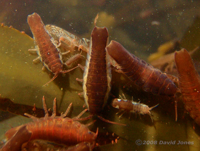 Isopods (Idotea emarginata) on rotting seaweed - 3