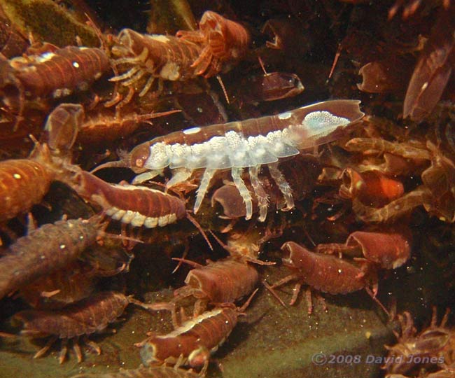 Isopod (Idotea emarginata) with bold white markings