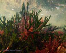 Green seaweed (Codium tomentosum) in Polpeor Cove