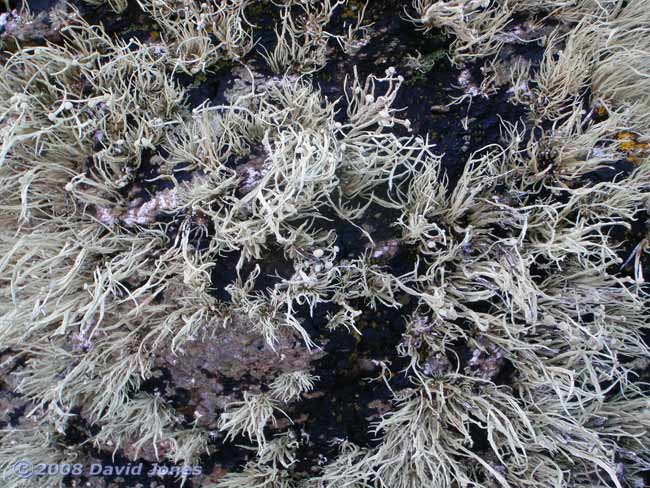 Lichen - possibly Sea Ivory (Ramalina siliquosa) - 1
