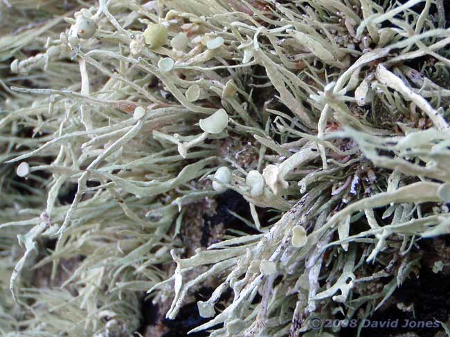 Lichen - possibly Sea Ivory (Ramalina siliquosa) - close-up