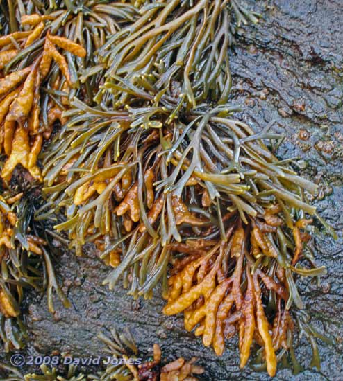 Channelled Wrack (Pelvetia canaliculata)