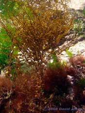 Brown seaweed - possibly Japweed