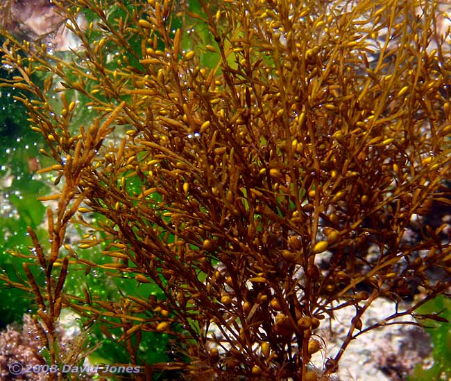 Brown seaweed - possibly Japweed - close-up