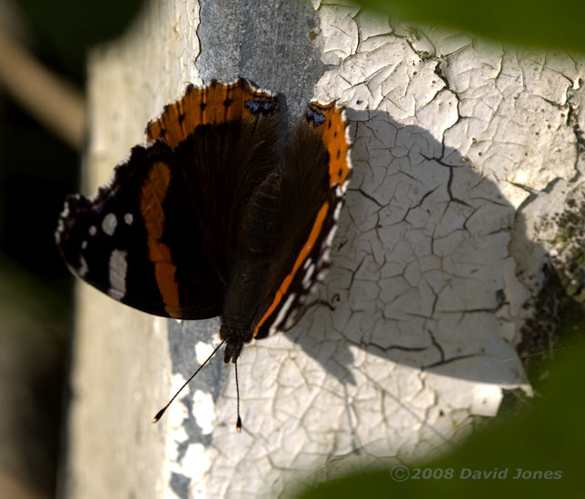 Red Admiral butterfly basks in sunshine