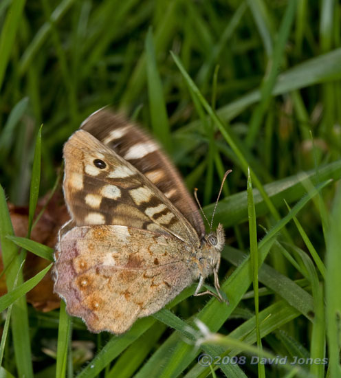 A Speckled Wood butterfly takes off
