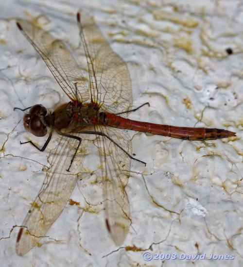 Common Darter (Sympetrum striolatum)