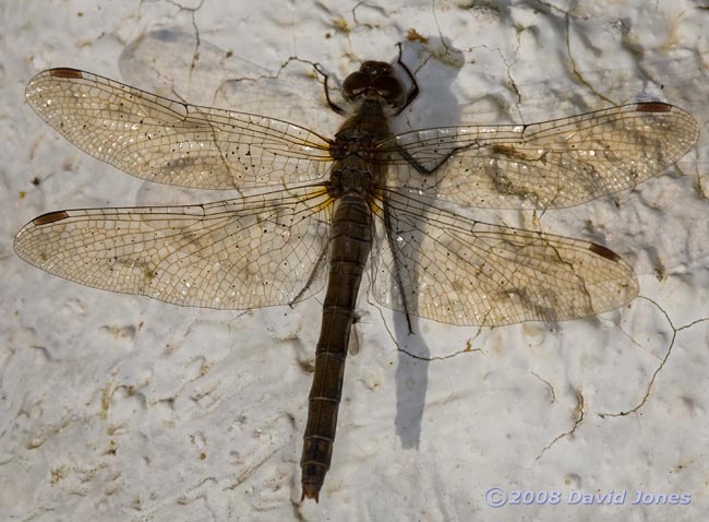 Dragonfly basks in sunshine - 1