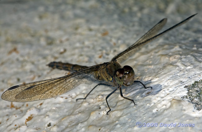Dragonfly basks in sunshine - 2
