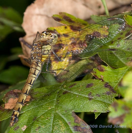 Dragonfly, probably Ashna cyanea