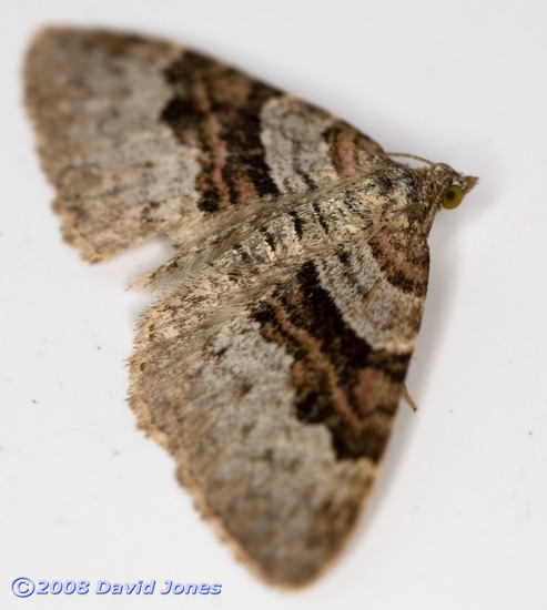 Silver-ground Carpet (Xanthorhoe montanata montanata)