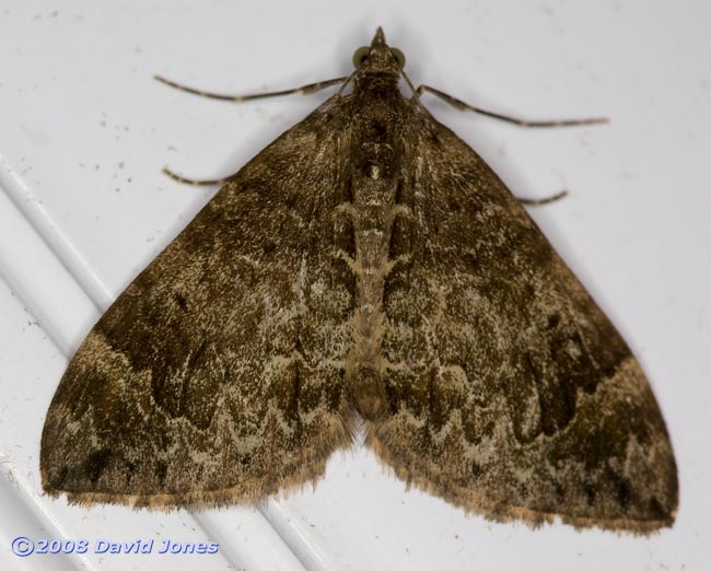 Carpet moth