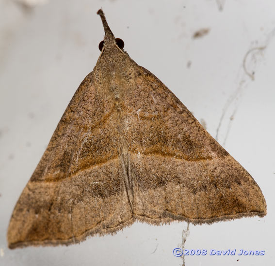 Snout (Hypena proboscidalis)