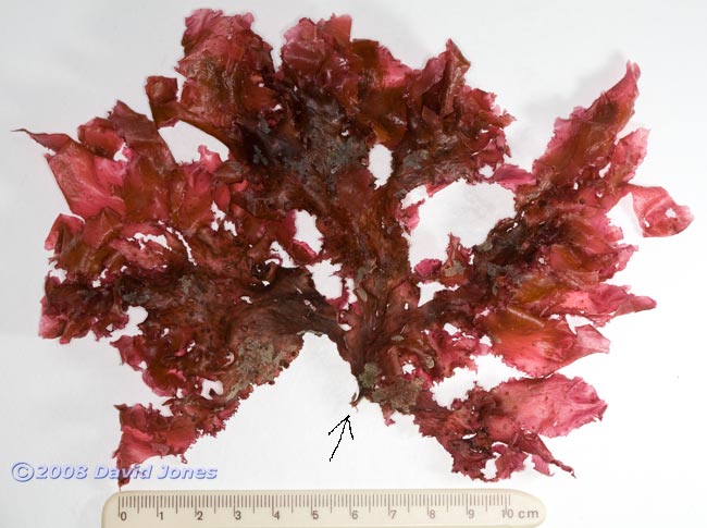 Red seaweed - possibly Callophyllis laciniata