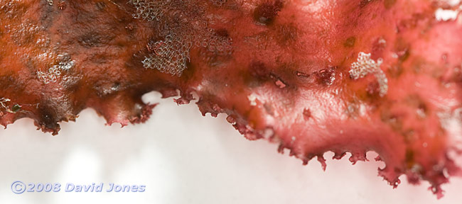 Red seaweed ( possibly Callophyllis laciniata) - showing wrinkled edge