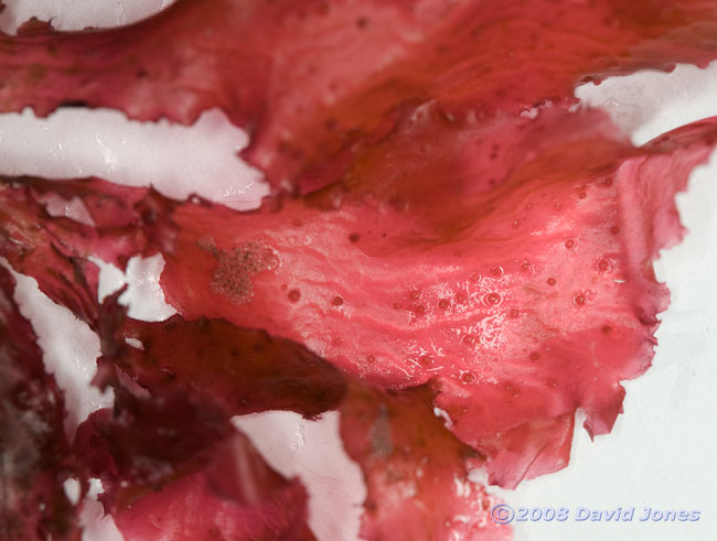 Red seaweed (possibly Callophyllis laciniata) showing reproductive structures on its surface