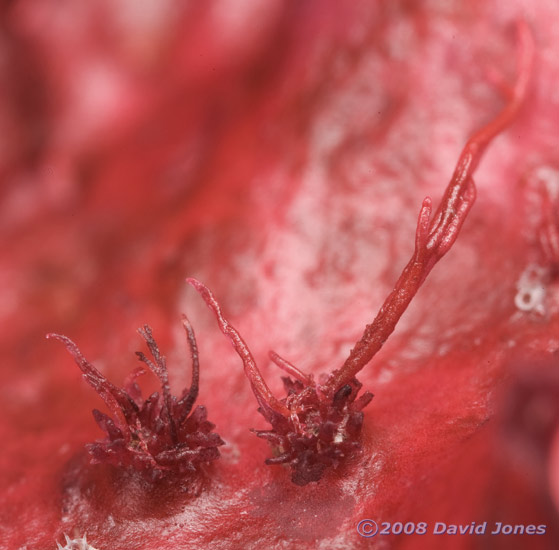 Red seaweed (possibly Callophyllis laciniata) - close-up of reproductive structures