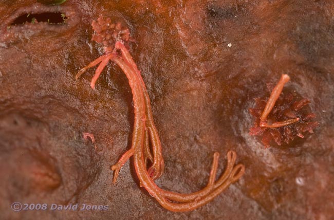 Red seaweed (possibly Callophyllis laciniata) - close-up of reproductive structures - 2