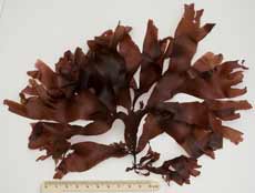 Red seaweed - unidentified