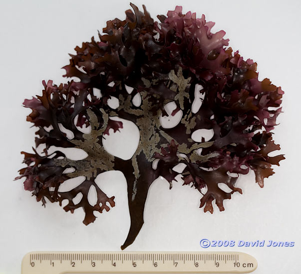 Red seaweed - Irish Moss or Carragheen(Chrondus crispus)