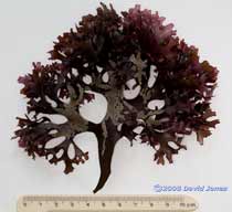 Red seaweed - Irish Moss or Carragheen(Chrondus crispus)