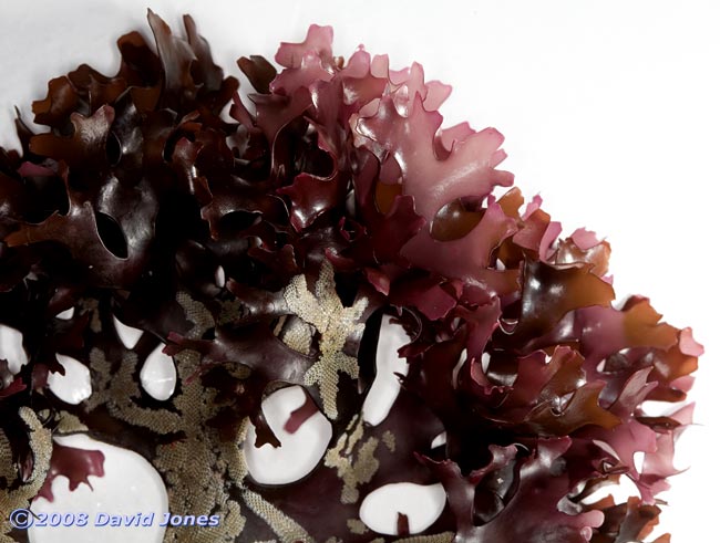 Red seaweed - Irish Moss or Carragheen(Chrondus crispus) - 2