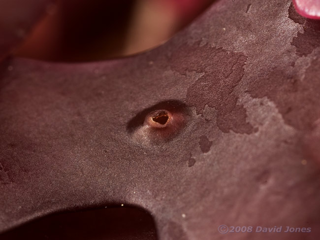 Red seaweed (Chrondus crispus) - close-up to show reproductive structure