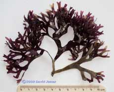 Red seaweed - Irish Moss or Carragheen(Chrondus crispus) - slender form?