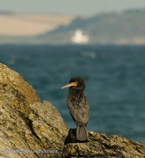 Cormorant rests on rock